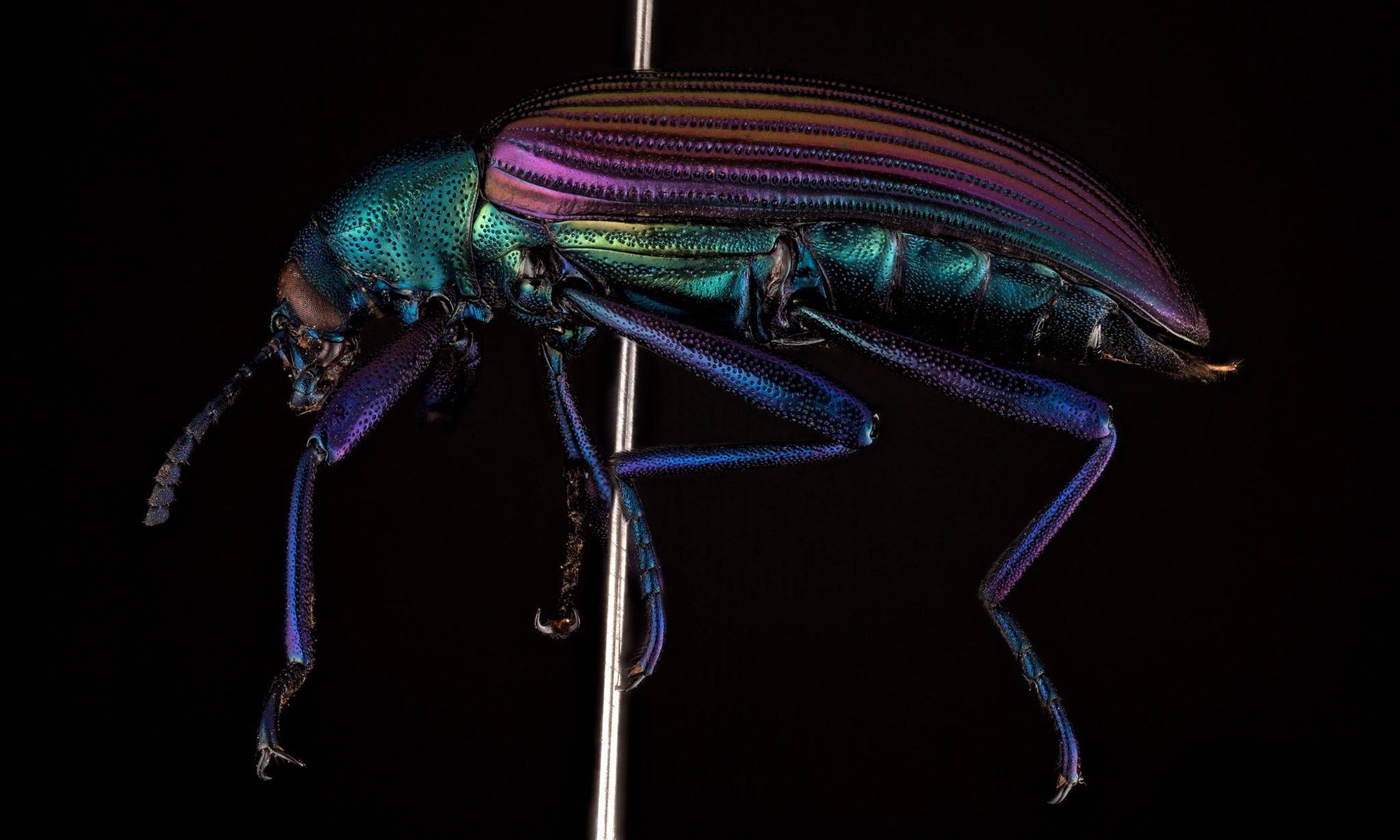 beetle on pin, closeup