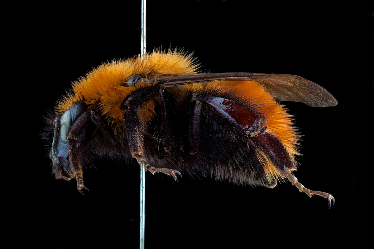 bee on pin, closeup